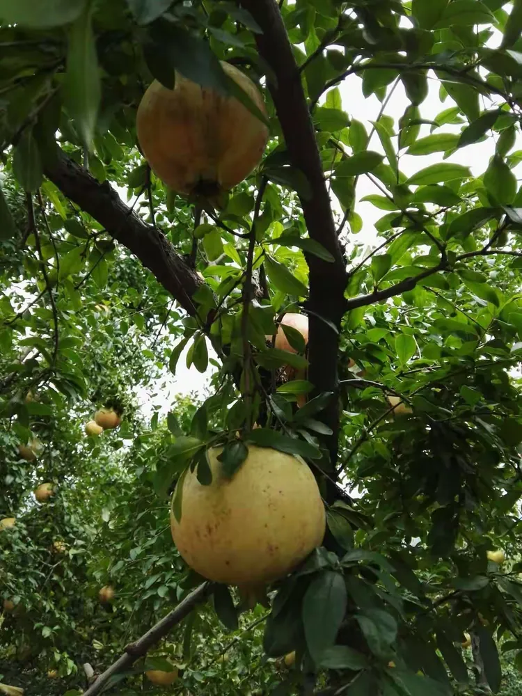 2017国庆,金牛山石榴园