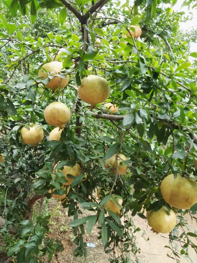 2017国庆,金牛山石榴园