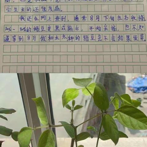 云端优化，助力“双减”——兰飞小学中语组线上教学作业设计成果集锦