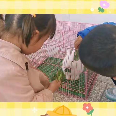 和小兔子的日常互动🐰
