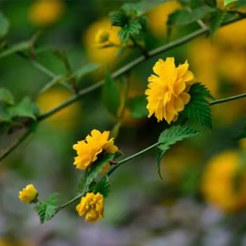 刘辉的美篇（副本）