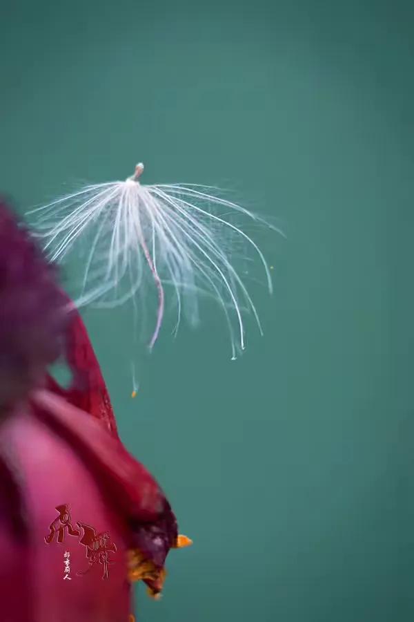 【丽人影像】生命的飞舞