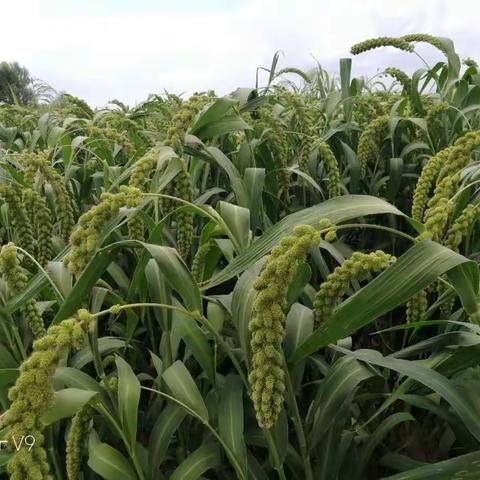 农业产业扶贫项目渗水地膜谷子穴播技术进展情况