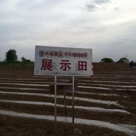 武乡县500亩渗水地膜谷子穴播技术高产展示田播种工作全面展开