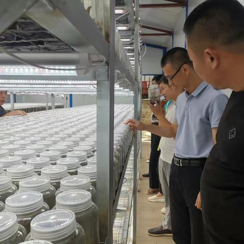 镇党委书记陈海云带队到白沙县邦溪镇调研林下经济