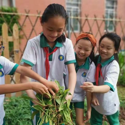 金菠萝班级的劳动小能手