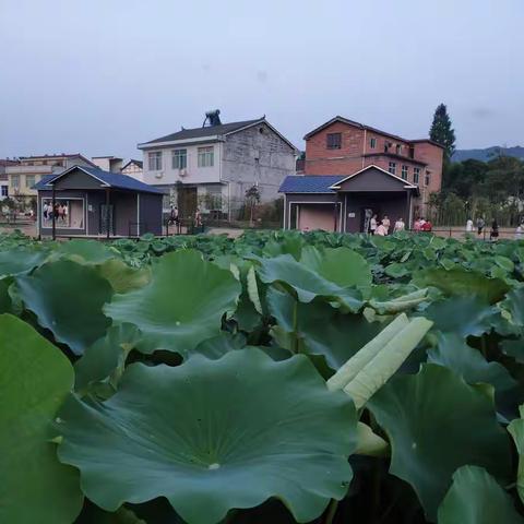 端午游池河镇荷花池