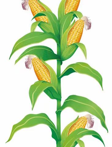 “玉米”大作战——中五班班本课程