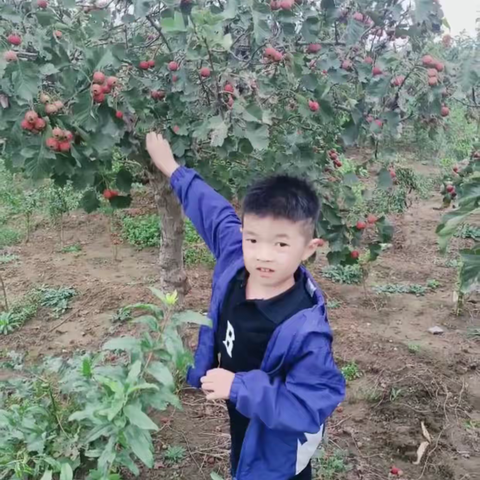 体验丰收，收获快乐---平邑县第七实验小学二（5）中队丰收主题活动