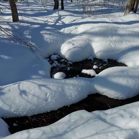 去森林深处看雪2021