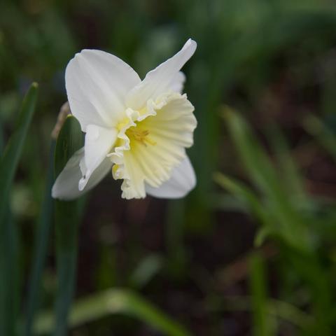 2020-渥太华郁金香节