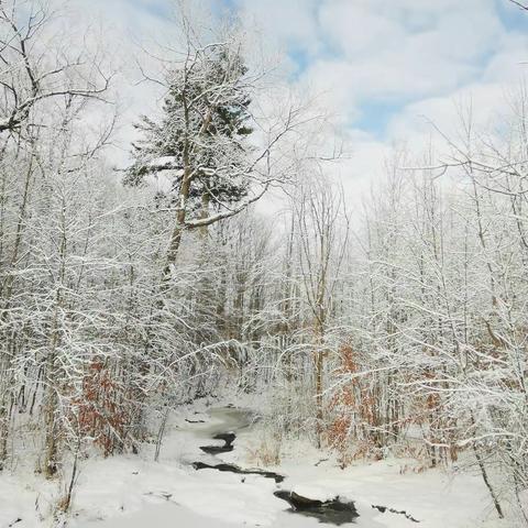 林中雪迅