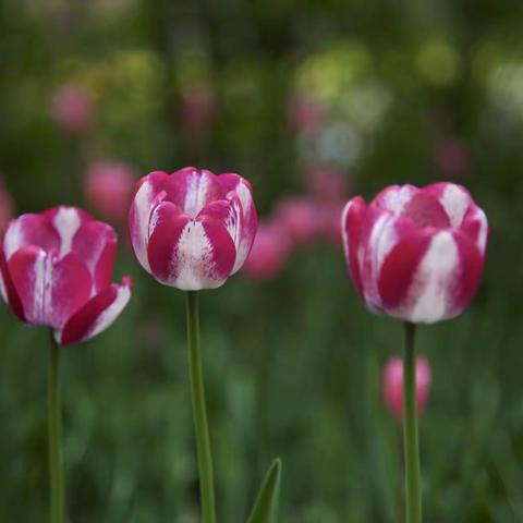 郁金香节里的鲜花