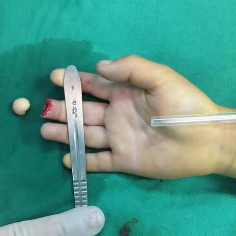 献给显微新星林大爷