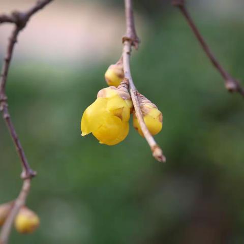 我在南方等冬天