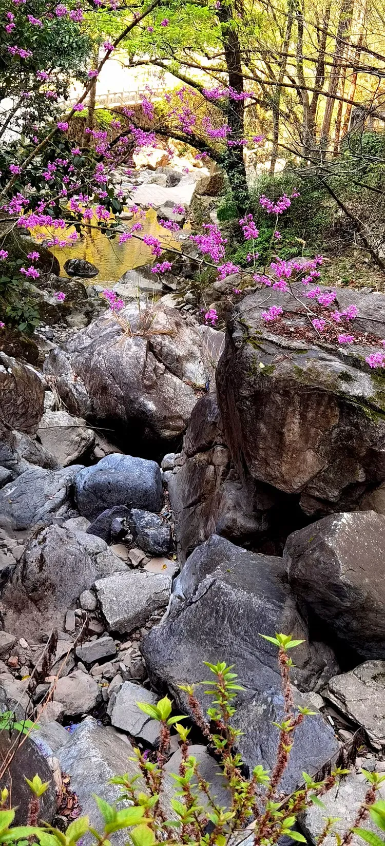 浙江丽水千丝岩暨青田石雕