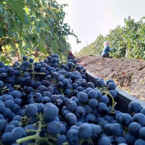 葡萄美酒DIY（一）