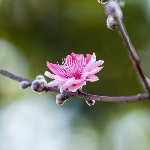 桃花公园-2.14,晴（天气预报小到中雨）