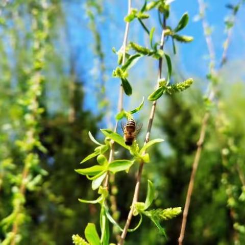 【郯城一小古城校区】奋斗同心梦，花开一树春——道德与法治线上教学纪实