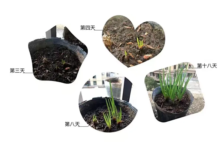 我们的种植日记——记录三种植物（葱、大蒜和萝卜）的生长过程