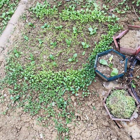 小菜地变形计❣️❣️