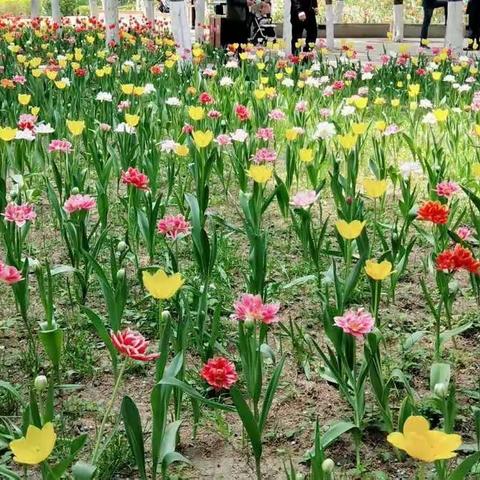 爱上郁金香🌷！