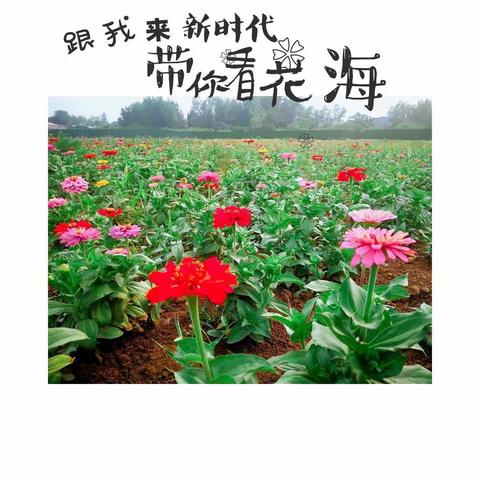舞钢市新时代国际学校六（7）班第十九周工作简报