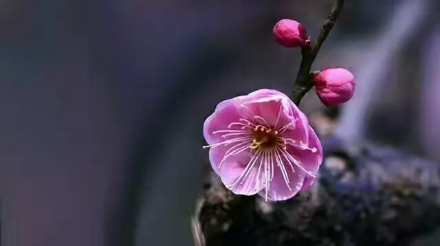 梅花树多少钱一株