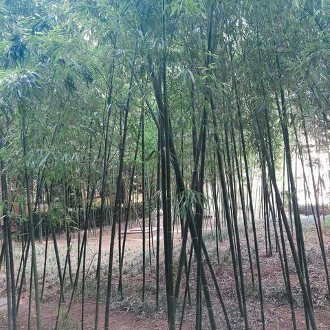 走近红嫂