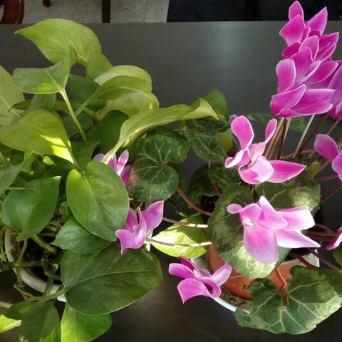 雪的世界，花的海洋 ——市一高中冬季雾凇剪影