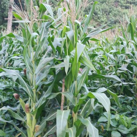 红岭的大豆玉米复合种植图片