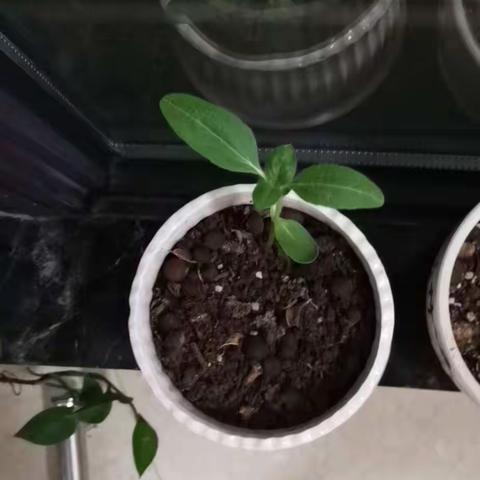 🌻向日葵的微笑