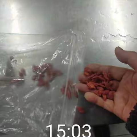 EA211餐厅异物挑选3月10日