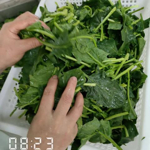 EA211餐厅异物挑选3月9日