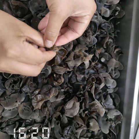 EA211餐厅异物挑选3月7日