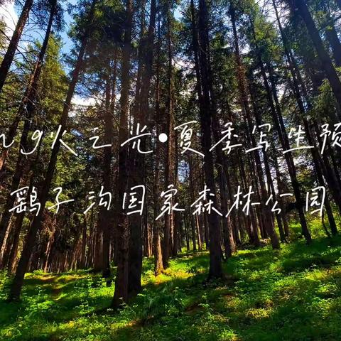 2025•鹞子沟国家森林公园•美育活动