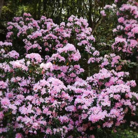 怒放的杜鹃花——赏梧桐春山毛棉杜鹃