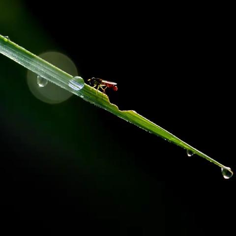 照葫芦画瓢