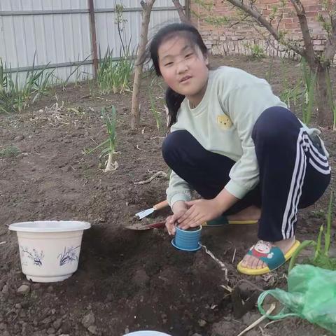 双城区第八小学三年一班远程种植