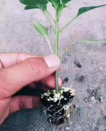 第八小学四年一班劳动教育阶段性成果展示。