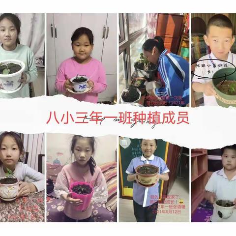 2021年双城区第八小学三年一班远程种植活动