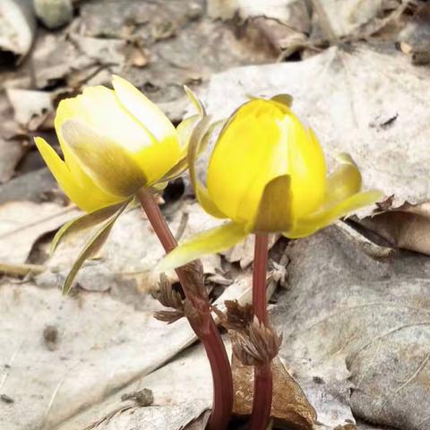 徒步牤牛河、偶遇冰凌花