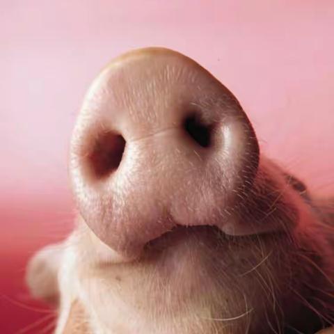 呼吸道疫病防控三部曲之二 支原体肺炎