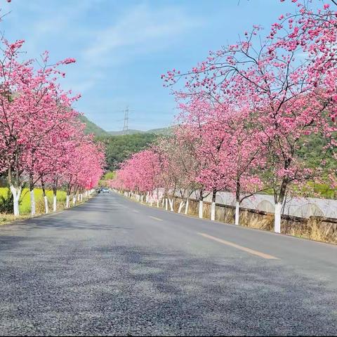 五华区丰宁新蕊幼儿园大一班，三月“遇见春天”