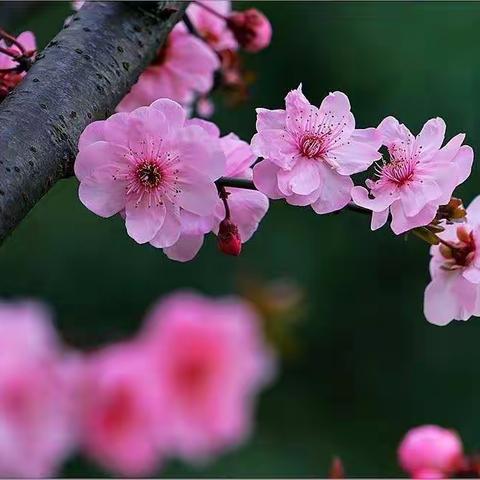 淡淡桃花开