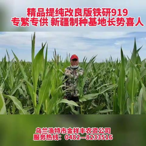 精品铁研919   再次升级
