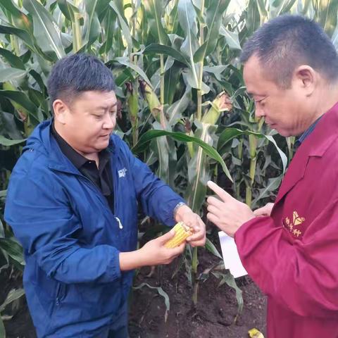 金祥丰农资后续品种强劲