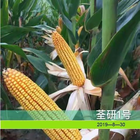 荃研1号真火了您还不知道吧！