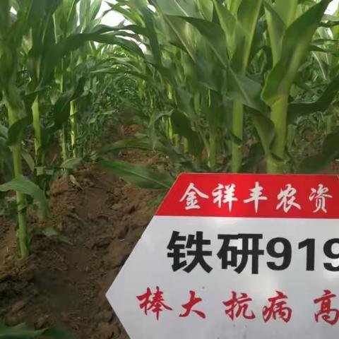 炎炎夏日，金祥丰农资公司的各区域经理在任立峰任总的带领下开启了下乡回访之程👏👏👏👏