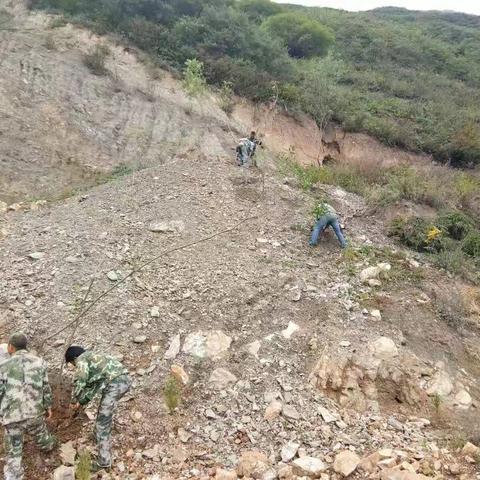 桑坝林场全面完成违法占用林地植被恢复